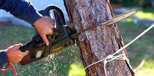 Best Tree Preservation Services  in Agler Estates, FL